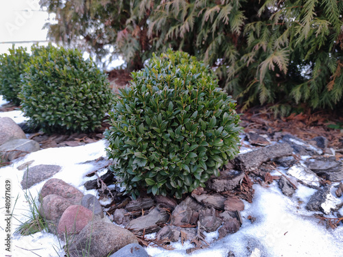 Buxus. Green boxwood bushes in the winter garden. Young boxwood on a flower bed made of birch and pine bark is covered with snow. Close-up.