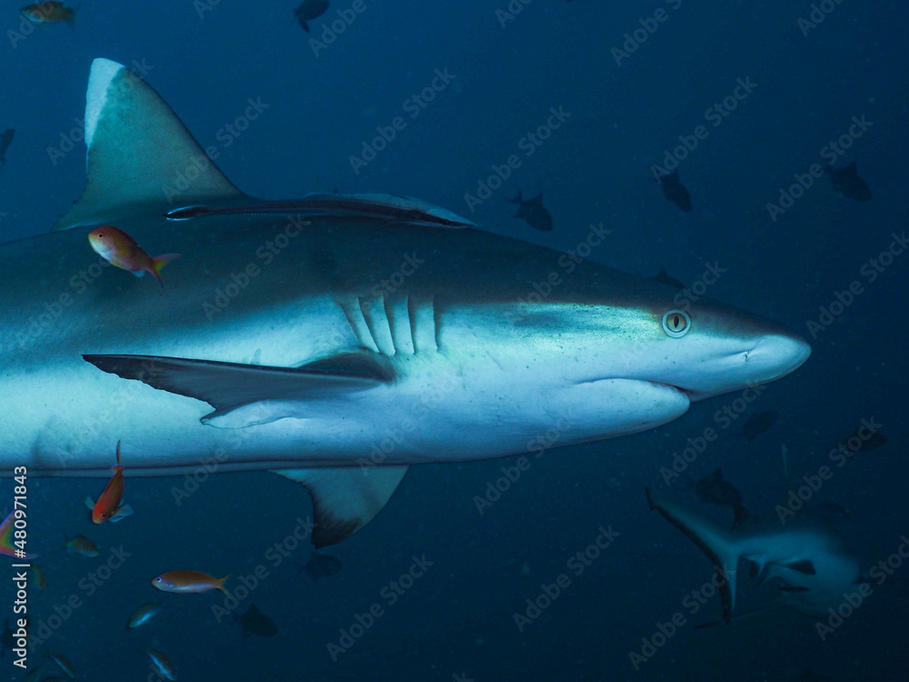 Eye to eye with a predator Eye to eye with a predator
