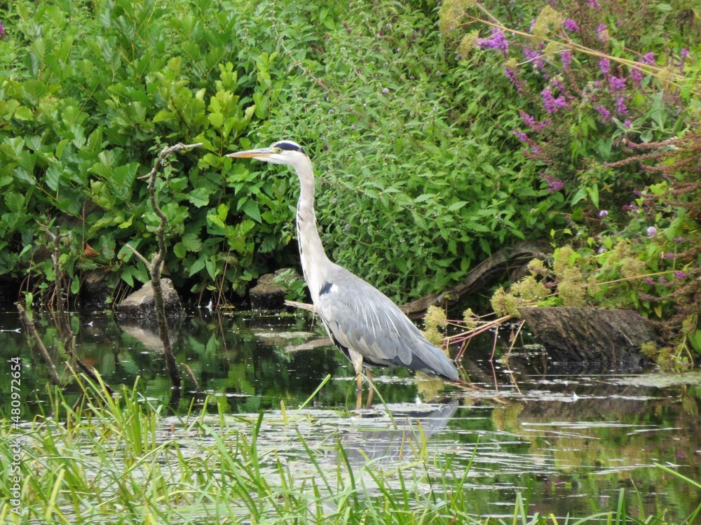 the heron Britain's tallest bird standing in a river the heron Britain's tallest bird standing in a river