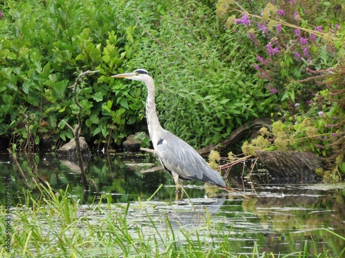 the heron Britain s tallest bird standing in a river