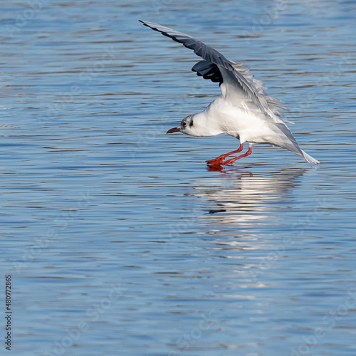 Black headed gull just about to land on the water