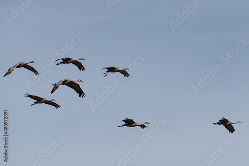 Sandhill Crane sextet in flight at Whitewater Draw Wildlife Area, Arizona 1.12.22
