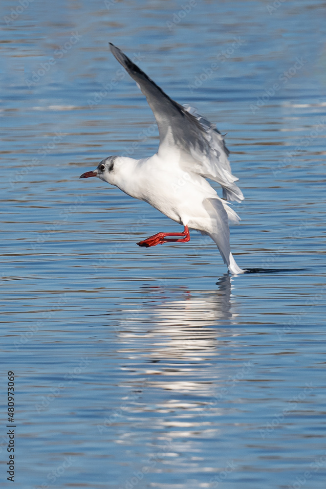 Black headed gull just about to land on the water Black headed gull just about to land on the water