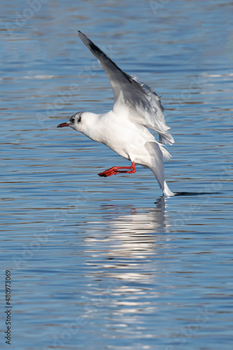 Black headed gull just about to land on the water