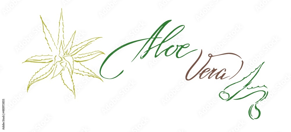 hand drawn aloe vera botanical illustration with calligraphic lettering