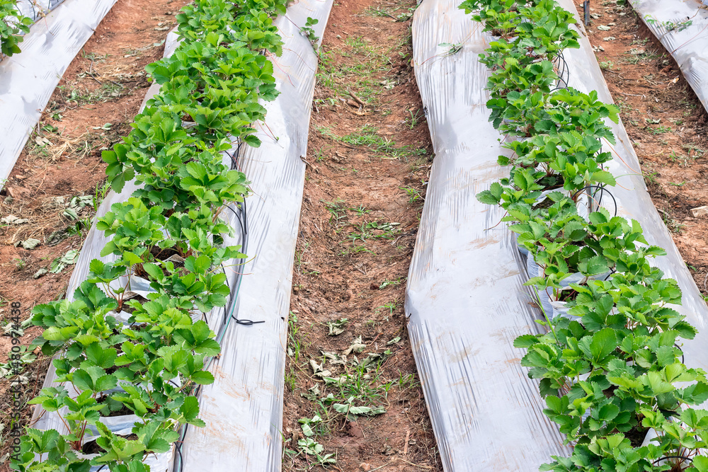 sweet fresh outdoor red strawberry in the garden, growing outside in soil, rows with ripe tasty strawberries sweet fresh outdoor red strawberry in the garden, growing outside in soil, rows with ripe tasty strawberries