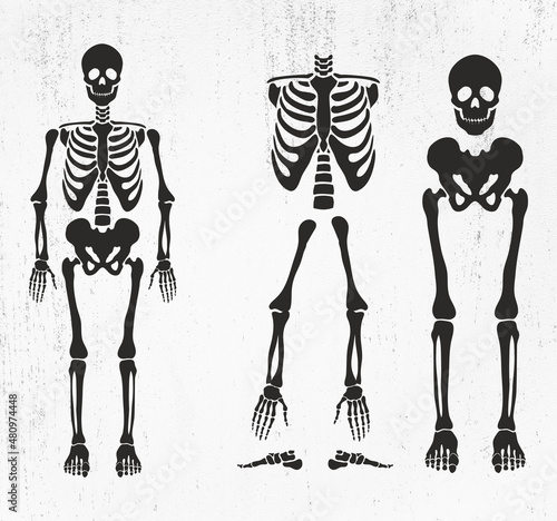 Skeleton SVG, Skeleton parts Svg, Skeleton Png, Skeleton Cut File, Skeleton Bones Svg, Skeleton parts Png, Skeleton parts kit SVG