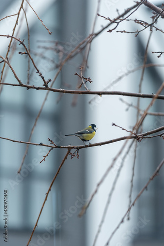 Among the leafless branches of sakura  a lone titmouse can be seen. Cloudy cold weather outside.