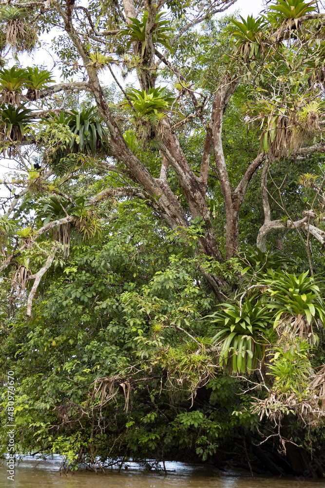 Tropical tree densely covered with bromeliads, Costa Rica Tropical tree densely covered with bromeliads, Costa Rica