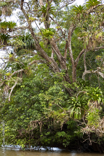 Tropical tree densely covered with bromeliads  Costa Rica