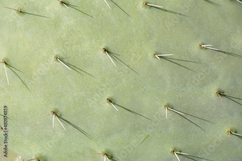 Sabra cactus plant, Israel. Opuntia cactus with large flat pads and red thorny edible fruits. Prickly pears fruit