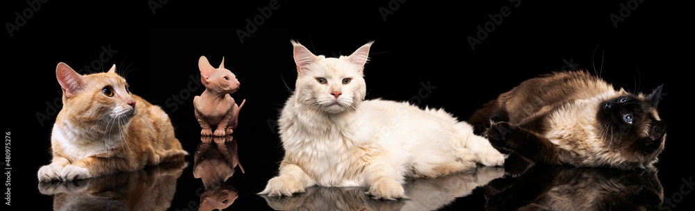 Set made of portraits of cats different breeds on dark studio background. Concept of beauty, ad, vet, pets love, animal life.