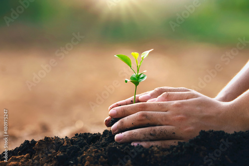 hand planting in garden. earth day concept