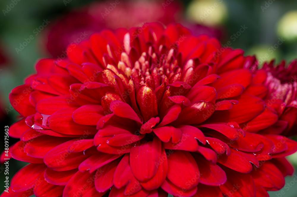 The beauty of red chrysanthemums flowers