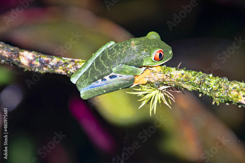 The Gaudy leaf frog, Agalychnis callidryas, is certainly the most photographed frog. Costa Rica photo