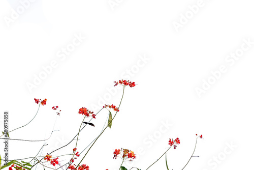 Flowers and leafs with isolated on white background