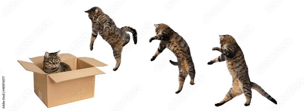 Development of movements. Cat jumping into carton box isolated on white  studio background. Collage Stock Photo | Adobe Stock