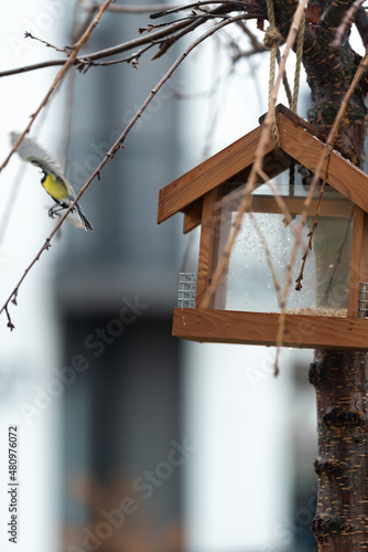  The titmouse flew out of the feeder with a seed. moment of flight.