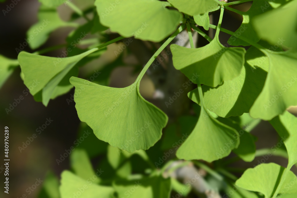 Obraz premium Ginkgo leaves