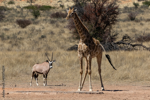 One giraffe at a waterhole with an oryx in the background in the Kgalagadi Transfrontier Park in South Africa