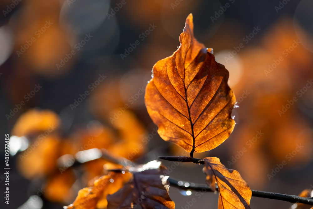 Obraz premium Dry brownish orange leaf of a beech tree (Fagus) backlit by low winter sunlight in a forest in Iserlohn Sauerland Germany. Macro close up of veins and leaf structure of wet autum foliage on a twig.