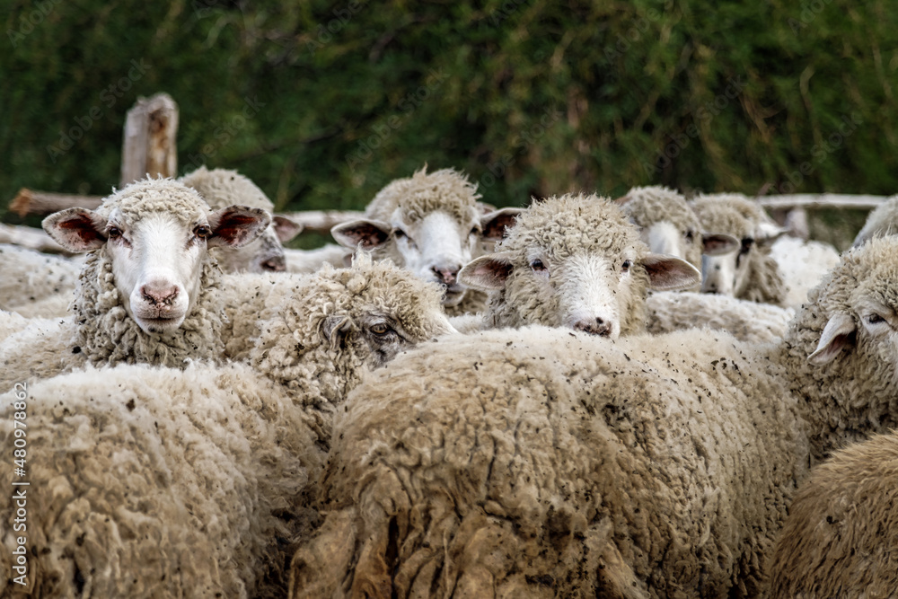 Fototapeta premium Close-up of a herd of sheep in the corral of a farm in Cachi, Salta, Argentina