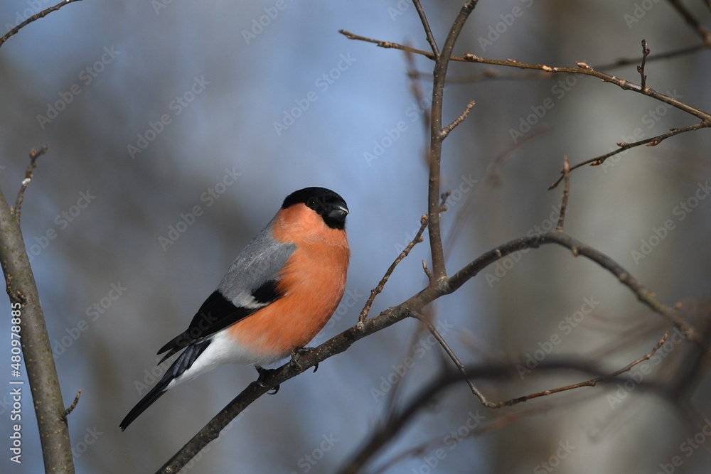 bullfinch is sitting on a branch in the forest bullfinch is sitting on a branch in the forest