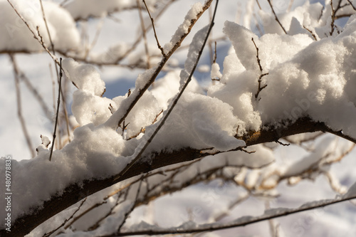 Close-up of branches trees covered with white snow in the sunny day. Beautiful winter christmas wallpaper.