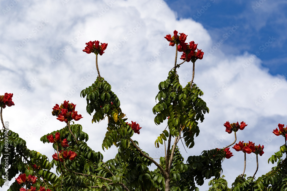 Beautiful red flowers on the treetops, Costa Rica