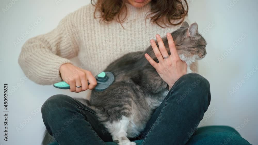 Close-up static shot of a woman grooming her grey fluffy cat using a comb brush. Close-up static shot of a woman grooming her grey fluffy cat using a comb brush.