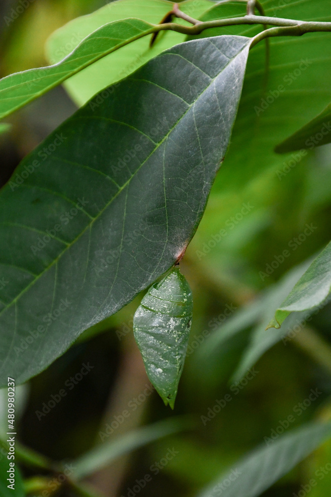 Butterfly Life Cycle, caterpillar into the cocoon to change into butterfly Butterfly Life Cycle, caterpillar into the cocoon to change into butterfly