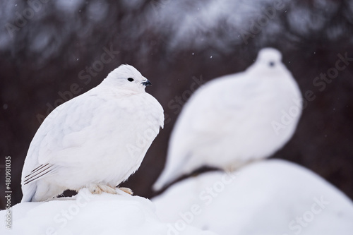 Fotografie Duo de lagopèdes des saules