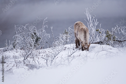 Caribou cherchant du lichen dans un cratère de neige photo