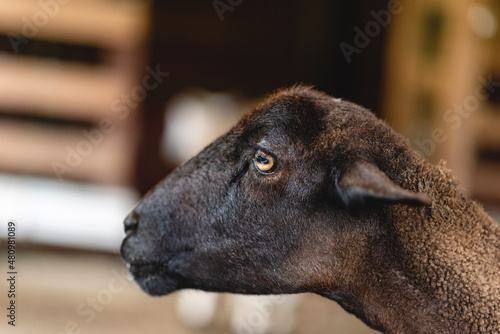 cabeza de una oveja negra