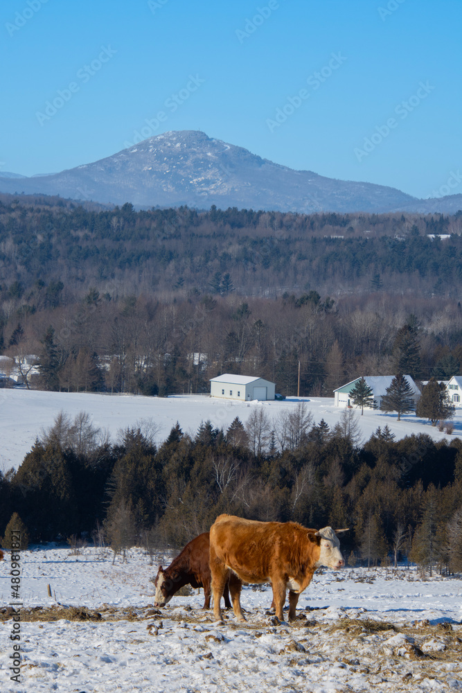 A winter countryside landscape on a farm in the province of Quebec, Canada A winter countryside landscape on a farm in the province of Quebec, Canada