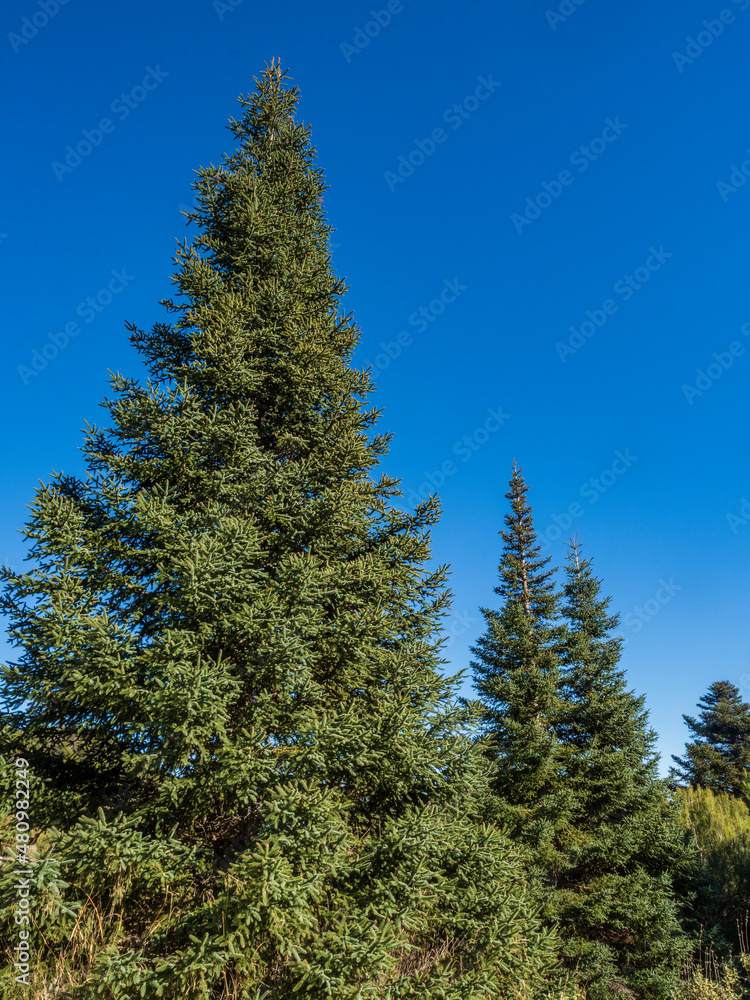 Detalle del pinsapo, árbol autóctono de la Sierra de las Nieves de Málaga Detalle del pinsapo, árbol autóctono de la Sierra de las Nieves de Málaga
