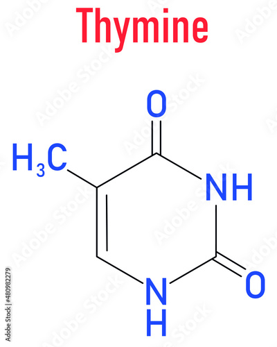 Thymine nucleobase molecule. present in DNA. Skeletal formula.