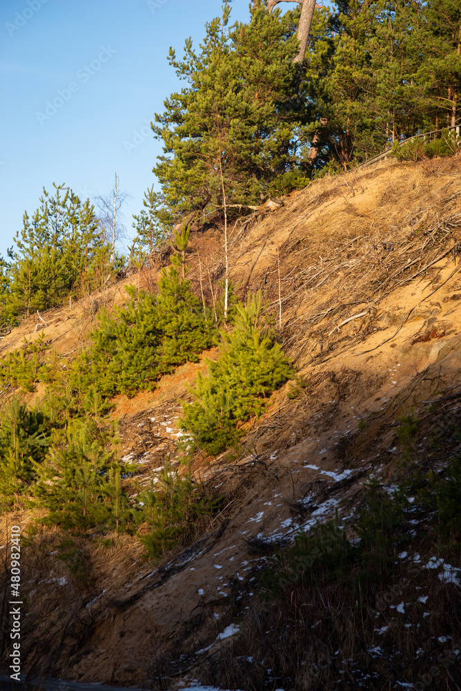 Sandy cliff with small green pines growing in the sand. Blue winter day sky Sandy cliff with small green pines growing in the sand. Blue winter day sky