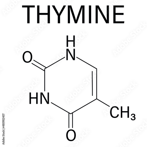 Thymine nucleobase molecule. present in DNA. Skeletal formula.