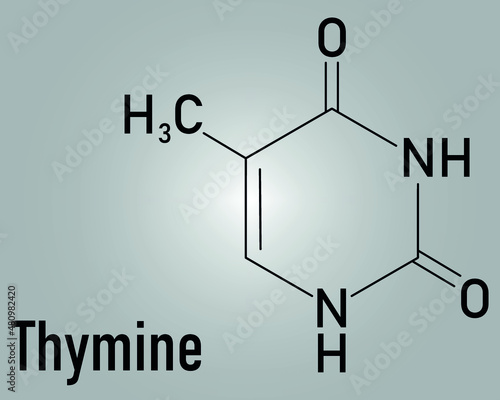 Thymine nucleobase molecule. present in DNA. Skeletal formula. photo