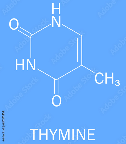 Thymine nucleobase molecule. present in DNA. Skeletal formula.