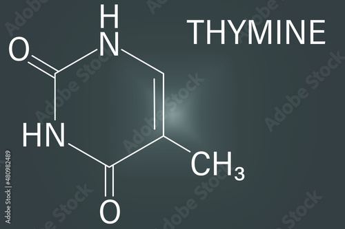 Thymine nucleobase molecule. present in DNA. Skeletal formula.
