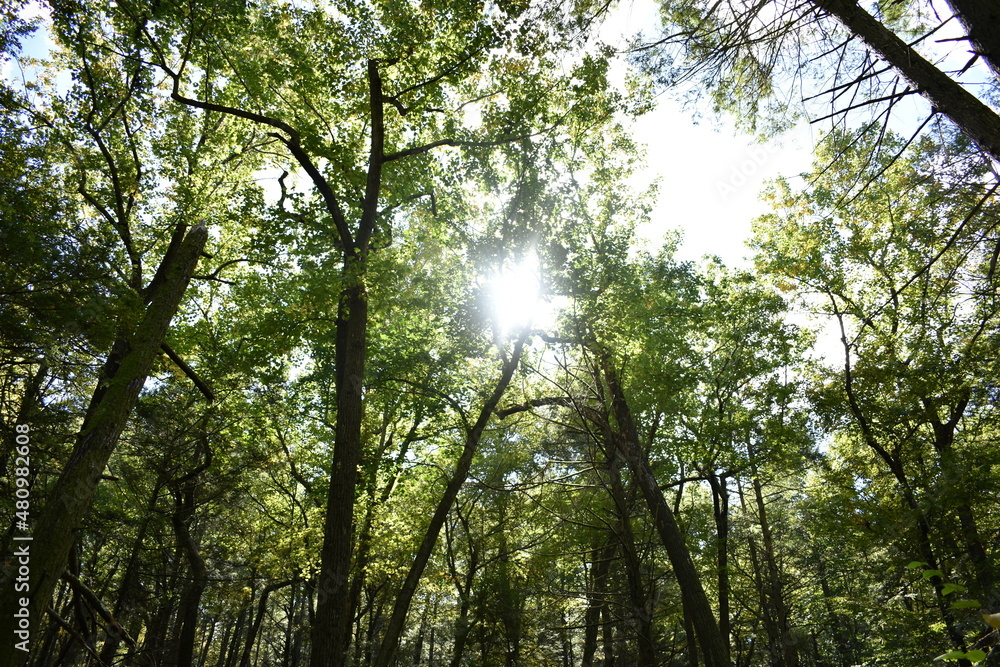 trees trees