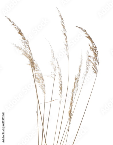 Dry yellow common bulrush reeds isolated on white background and texture  clipping path