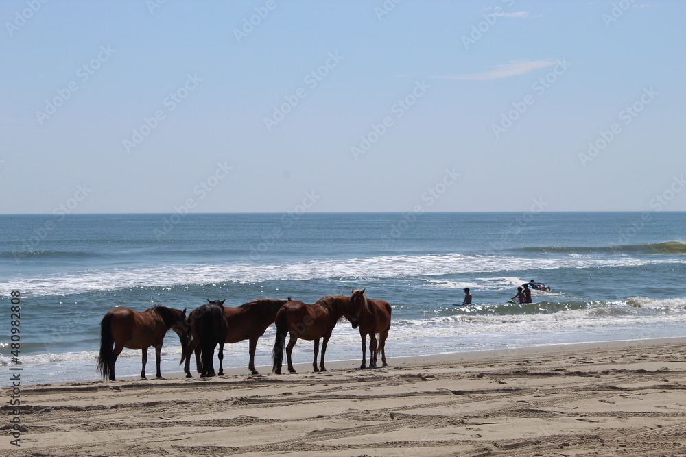 horses on beach horses on beach
