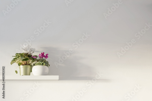 cyclamen in flowerpot on wooden shelf on background white wall
