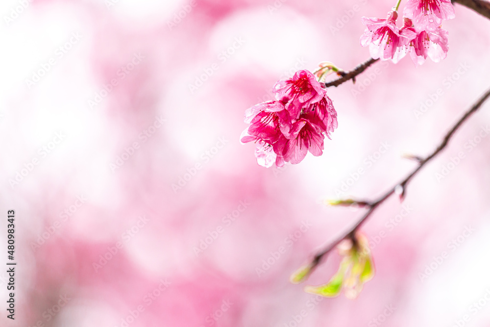 Close up Sakura blossom beautiful flowers at Doi Ang Khang , Chiang Mai Thailand Province, Sakura in Thailand Close up Sakura blossom beautiful flowers at Doi Ang Khang , Chiang Mai Thailand Province, Sakura in Thailand
