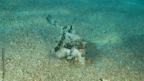 Close-up of Boxfish looking for food on the sandy bottom. Thornback Boxfish or Camel Cowfish (Tetrosomus gibbosus), 4K-60fps photo