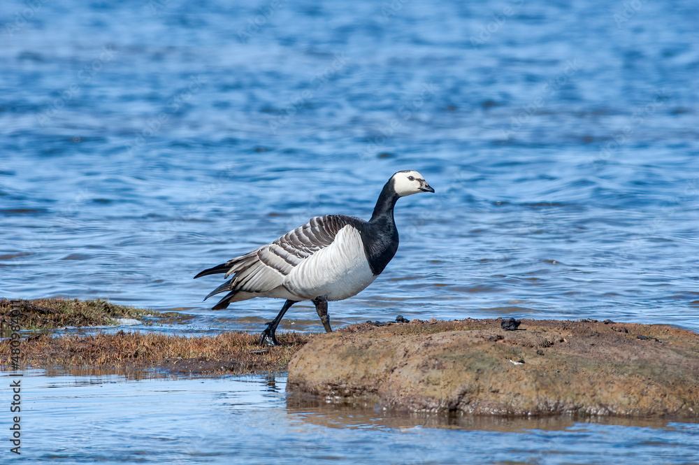 Fototapeta premium Barnacle Goose (Branta leucopsis) at colony in Barents Sea coastal area, Russia