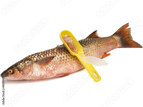 Red-finned mullet isolated on a white background